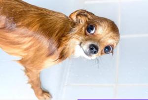 Dono (Atltico Cercedense) - 2025/2026